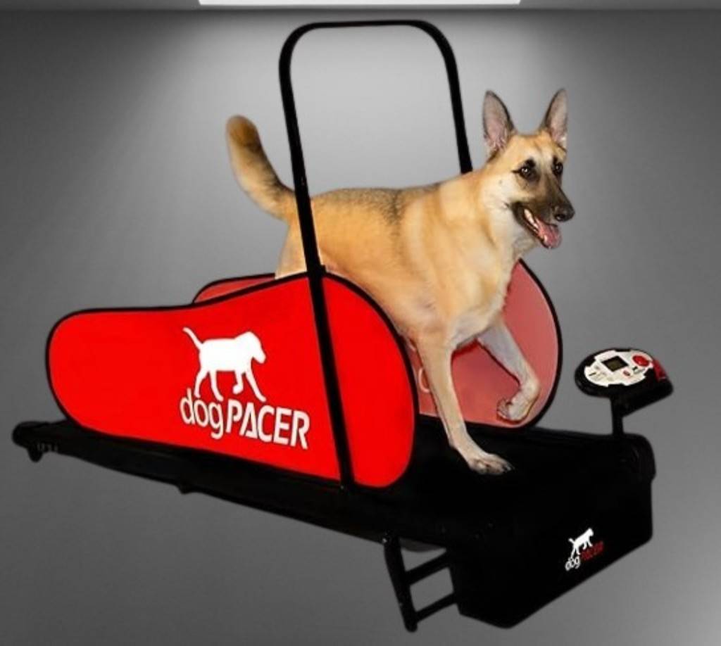 underwater treadmill for dogs