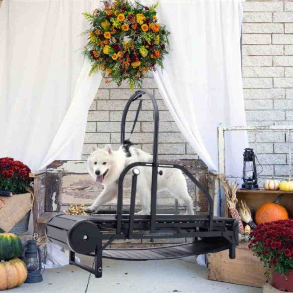 Underwater treadmill therapy for dogs